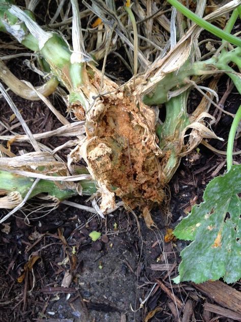 Root rot in zucchini is caused by soil-inhabiting pathogens within the genera Pythium and Phytophthora. Root rot is often most prevalent on zucchinis planted for a fall harvest following damp, cool weather. Plants are prone to rot when they are planted too deeply or soil around the roots remains saturated for a long time. These Planting Zucchini, Zucchini Plants, Squash Plant, Root Rot, Plant Diseases, Plant Garden, Garden Greenhouse, Organic Gardening Tips, Plant Roots