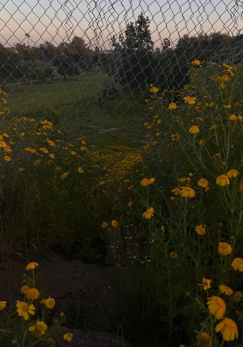 Flower Feild Pics Aesthetic, Flower Feild Pics, Fields Aesthetic, Countryside Aesthetic, Flowers Field, Aesthetic Flowers, Aesthetic Images, Flower Field, Sky Aesthetic