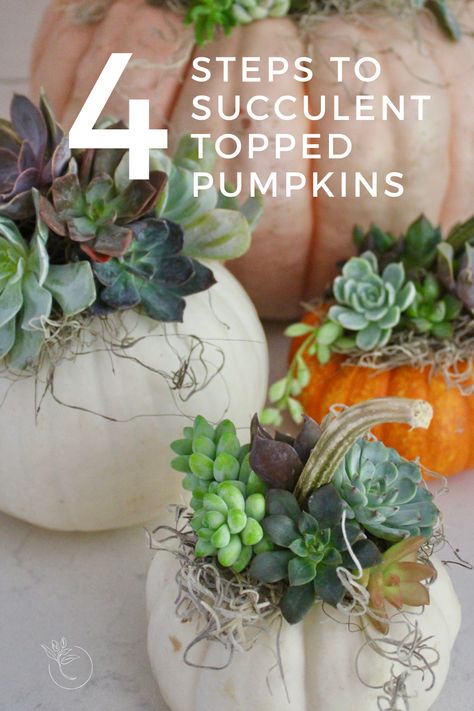 Four Steps to Make Succulent Topped Pumpkins. Mini white and orange pumpkins are topped with petite succulents and gray Spanish moss. Halloween Table Centerpieces, Succulent Pumpkin, Fall Container Gardens, Brunch Desserts, Harvest Celebration, Pumpkin Planter, Pumpkin Uses, Thanksgiving Wedding, Pumpkin House