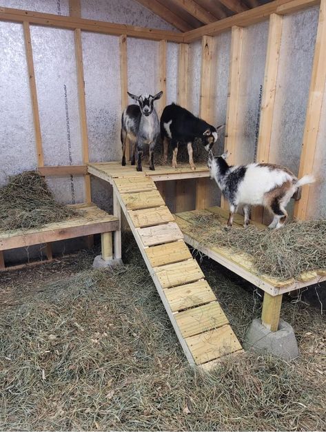 Goat And Chicken Barn Layout, Goat Barn Layout, Goat Structures Play Areas, Farm Goat House, Goat Enclosure, Backyard Livestock, Pallet Hay Feeder Goats, Chicken Pets, Goat Keeping