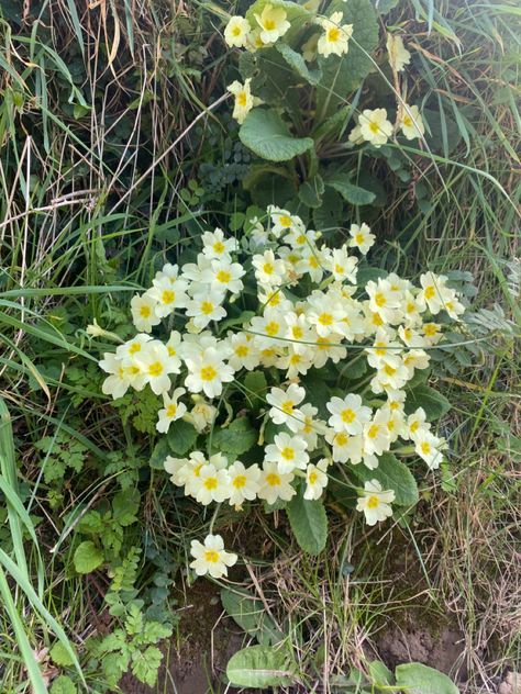 primroses 🥰 Primrose Aesthetic, Christmas Collages, Primrose Flowers, Christmas Collage, Flowers Aesthetic, Hunger Games, Getting Married, Plants, Flowers