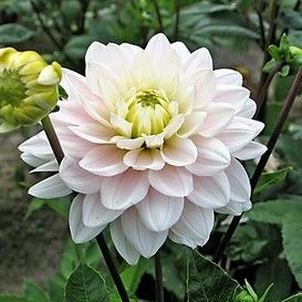 Dahlia Silver Years, Dahlia Bulbs, Orchard Garden, Flower Farming, Grow Wildflowers, Heirloom Vegetables, Spring Flowering Bulbs, Flower Farmer, Anemone Flower