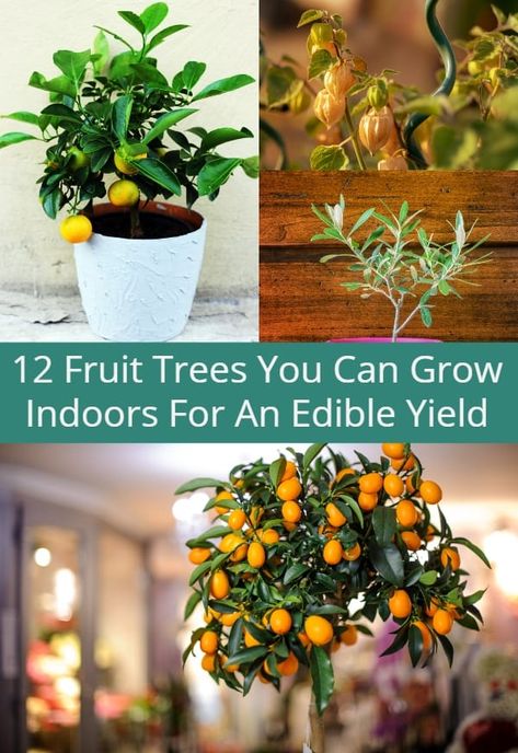 12 Fruit Trees You Can Grow Indoors For An Edible Yield Indoor Fruit Plants, Indoor Avocado Tree, Indoor Fruit Trees, Gemüseanbau In Kübeln, Indoor Vegetables, Growing Fruit Trees, Avocado Tree, Indoor Vegetable Gardening, Indoor Trees