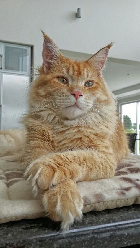 Mancoon Cats, Orange Kittens, Dream's Cat, Image Chat, Norwegian Forest, Gorgeous Cats, Orange Tabby Cats, Forest Cat, Cat Breed