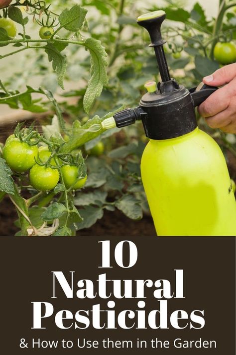 Pesticides For Plants, Pest Spray, Natural Insecticide, Natural Pesticides, Organic Pesticide, Garden Bugs, Indoor Greenhouse, Garden Insects, Natural Pest Control