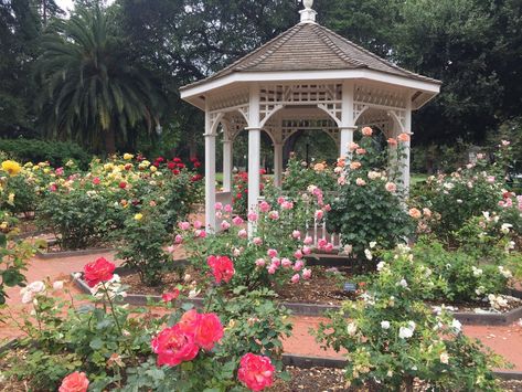 Things to do in San Mateo, California — Kessler Elsewhere San Mateo California, White Gazebo, California Travel Guide, Japanese Tea House, Japanese Tea Garden, Tree Day, Mammoth Lakes, Tea Garden, Koi Pond