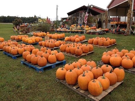 Road Side Stand, Pumpkin Patch Business, Farm Market Ideas, Farm Stand Ideas, Pumpkin Signs, Pumpkin Patch Ideas, Cash Crops, Pumpkin Patch Farm, Farmers Market Stand