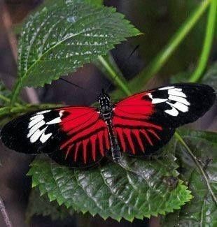 Postman Butterfly, Most Beautiful Butterfly, Colored Butterfly, The Postman, Butterfly Species, Moth Caterpillar, Butterfly Photos, Beautiful Bugs, Butterfly Pictures