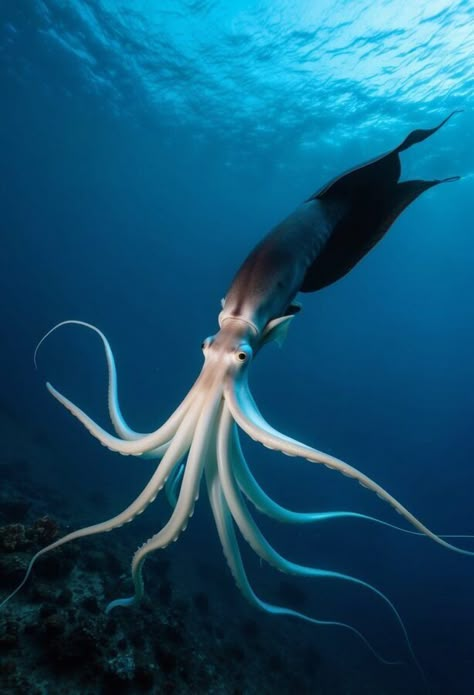 15 Pacific Ocean Creatures That Revolutionized Marine Biology: Unexpected Discoveries Beneath the Waves 8 Underwater Creatures Photography, Sea Life Photos, Bioluminescence Creatures, Biology Animals, Aquatic Mammals, Ocean Creatures Art, Animals And Habitats, Cool Sea Creatures, Deep Sea Animals