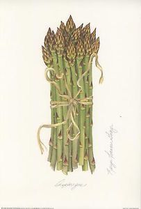 Asparagus Drawing, Veggie Painting, Culinary Tattoos, Food Paintings, Vegetable Packaging, Vegetable Illustration, Antique Botanical Print, Watercolor Designs, Watercolor Food