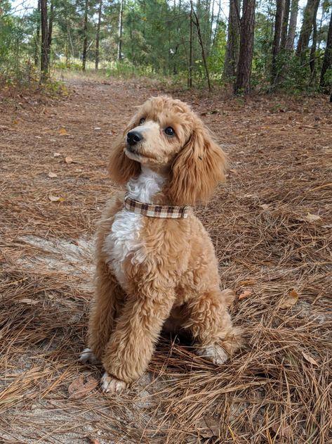 Toy Poodle Haircut, Moyen Poodle, Poodle Haircut, Poodle Cuts, Columbia South Carolina, Silky Terrier, The Missing Piece, Personalized Dog Collars, Miniature Poodle