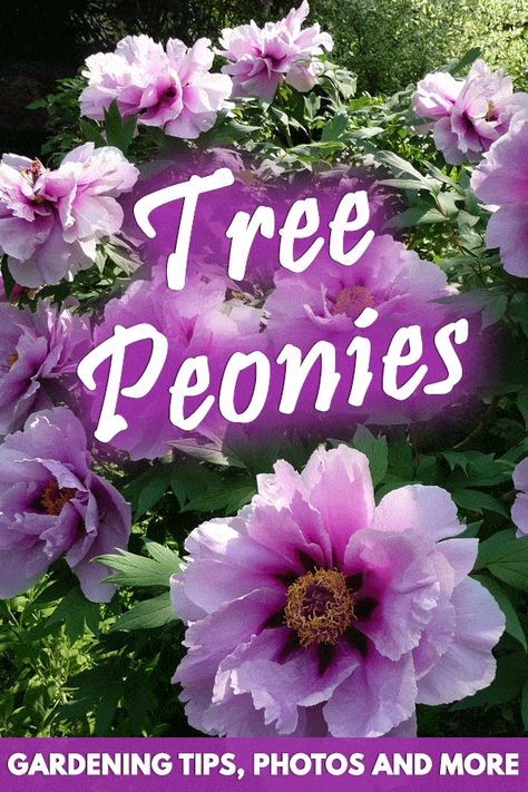 Tree Peonies: Gardening Tips, Photos and More - Garden Tabs Tree Peony Varieties, Peony Tree Plants, Tree Peony Landscape, Peonies Tree, Peony Care Tips, Peony Flower Garden, Peony Tree, Garden Peonies, Tree Peonies