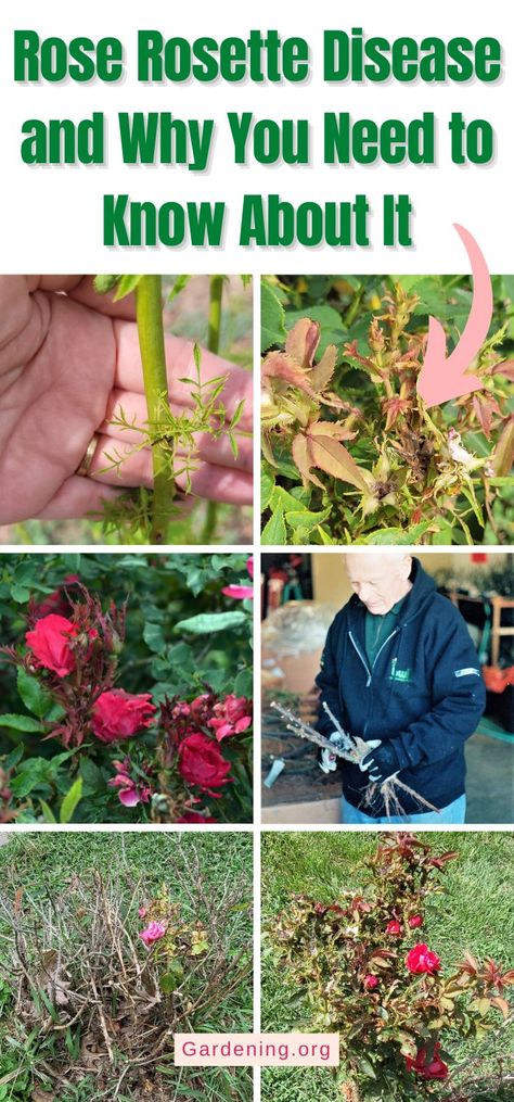 Rose Rosette Disease and Why You Need to Know About It Rosette Disease, Rose Diseases, Rose Plant Care, Plant Physiology, Diy Compost, Rose Plant, Diy Roses, Plant Diseases, One Rose