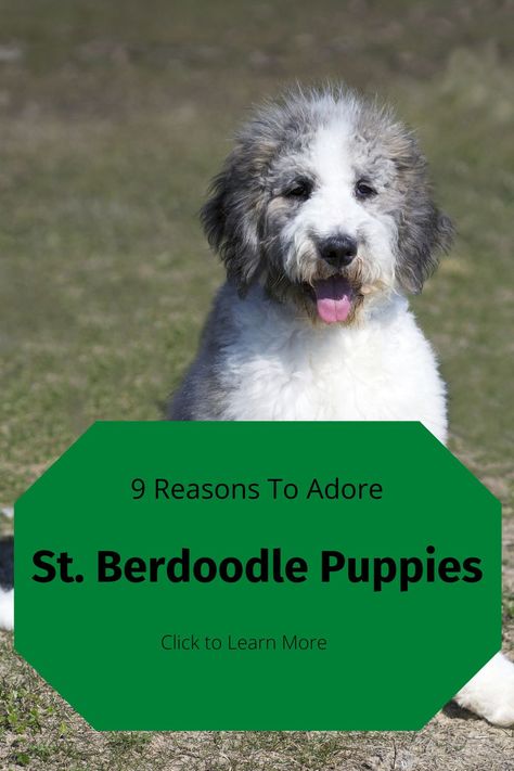 Saint Berdoodle, Panda Puppy, St Berdoodle, Family Dogs Breeds, Panda Dog, Dog Toothpaste, Nanny Dog, Best Dogs For Families, Bernedoodle Puppy