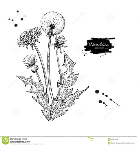 Dandelion Flower Drawing, Dandelion Drawing, Dandelion Plant, Dandelion Tattoo, Flower Vector, Body Sketches, Cool Pencil Drawings, Dandelion Flower, Free Illustration