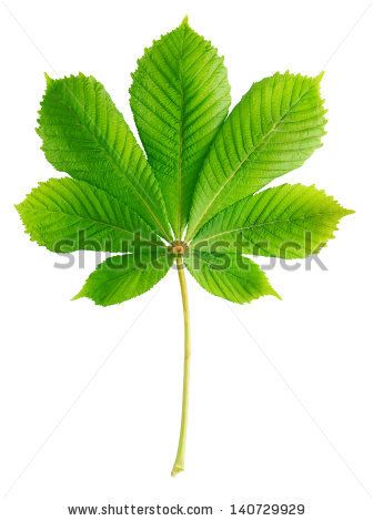 Green chestnut leaf isolated on white Chestnut Leaf, Autumn Photos, White Stock, Fall Photos, Pictures To Draw, 3d Objects, Chestnut, Plant Leaves, Royalty Free Stock Photos