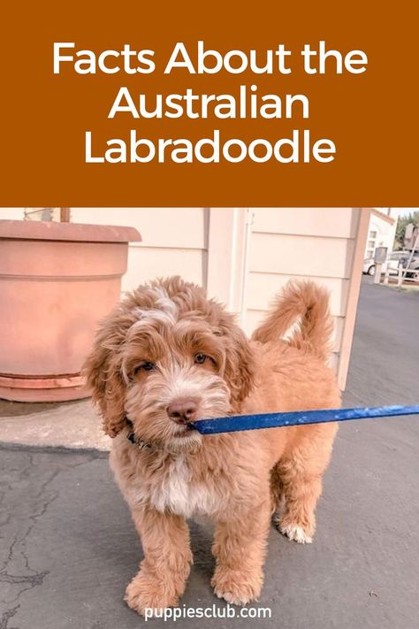 Facts-About-The-Australian-Labradoodle Australian Labradoodle Grooming, Labradoodle Mini, Labradoodle Grooming, White Dog Breeds, Australian Labradoodle Puppies, Puppy Videos, Poodle Mix Dogs, Labradoodle Puppies, Labradoodle Dogs