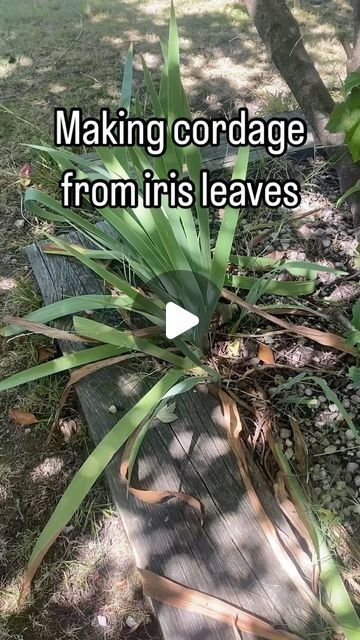 Cattail Weaving Baskets, Weaving With Iris Leaves, Iris Leaf Weaving, Weaving With Plants, Cordage Basket, Cordage Diy, Cattail Weaving, Weaving Projects Ideas, Natural Cordage