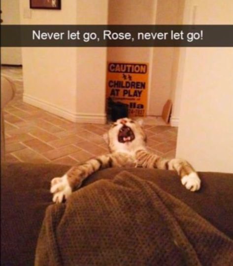 Titanic Funny, Funny Animal Fails, Funny Animal Clips, Funny Reactions, Animal Fails, Minion Jokes, Titanic Movie, Daily Funny, Funny Cat Pictures