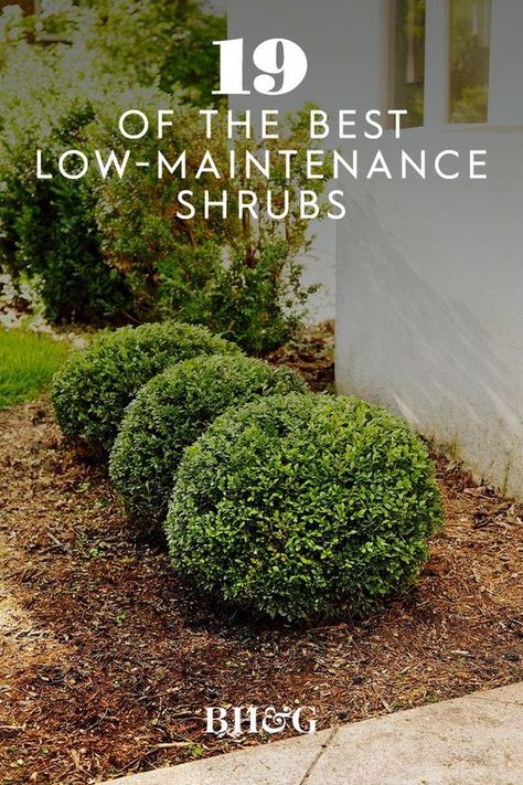 Setting the standard for formal clipped hedges, boxwood has the ability to withstand frequent shearing and shaping into perfect geometric forms. #garden #gardenideas #gardenplants #landscaping #besthedges #hedgeideas #bhg Easy Care Shrubs, Large Front Yard Hardscaping Ideas, Front Yard Landscaping Ideas With Shrubs, Backyard Shrubs Landscaping Ideas, Modern Midwest Landscaping, Soft Touch Holly Landscaping, Full Sun Bushes Shrubs, Large Bushes In Front Of House, Hedge Row Ideas