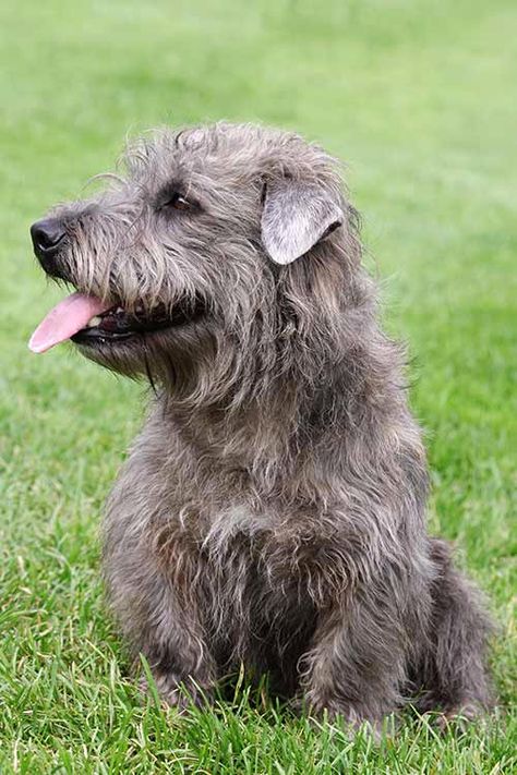 Irish Dog Breeds, Glen Of Imaal, Glen Of Imaal Terrier, Patterdale Terrier, Akc Breeds, Lakeland Terrier, Australian Terrier, Norfolk Terrier, Tibetan Terrier