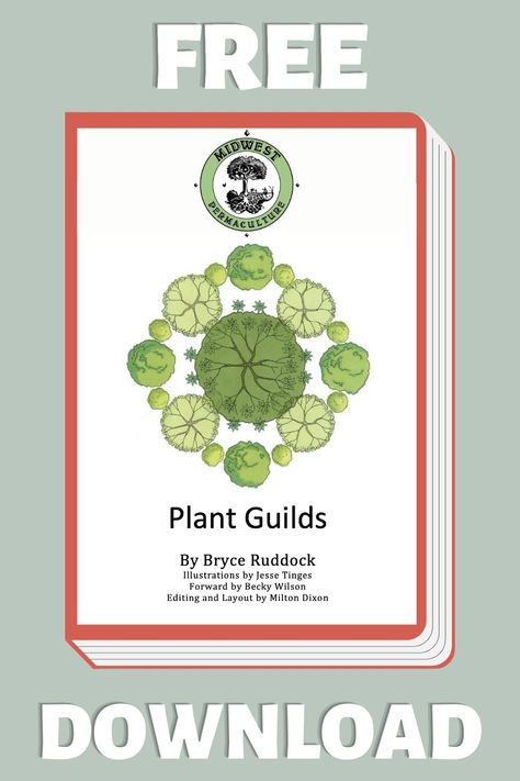 Permaculture Plant Guilds Plum Tree, Permaculture Design, Editing Skills, Root System, Human Relationship, Free Plants, Companion Planting, Permaculture, Plants