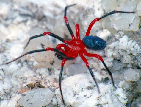 Red-and-black spider Ambicodamus species | Flickr - Photo Sharing! Spiders In Australia, Red And Black Spider, Arachnids Spiders, Spiders And Snakes, Black Spiders, Spider Species, Cool Insects, Cool Bugs, Jumping Spider