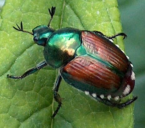 Have you spotted these in your yard or garden? If you see leaves that are “skeletonized” (only have veins remaining), you've discovered a tell-tale sign of Japanese Beetles. Japanese Beetle, Bad Bugs, Benefits Of Gardening, Black Chickens, Japanese Beetles, June Bug, A Bug's Life, Insect Control, Invasive Species