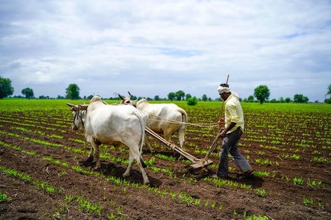 Indian farmer working green pigeon peas ... | Premium Photo #Freepik #photo #indian-farmer #farmer-farming #farmer-agriculture #indian-farm Indian Agriculture Photos, Indian Farming, Agriculture In India, Farmer Working, Agriculture Photos, Green Pigeon, Pigeon Peas, Agricultural Sector, Hd Images