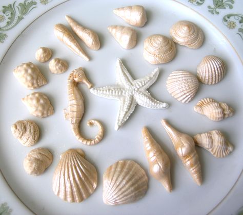 Sea Shells Kit #1 Fondant Seashells, Pc Cake, Decorating A Cake, Sea Corals, 1 Cake Topper, Plastic Containers With Lids, Icing Techniques, Petal Dust, Sea Cakes