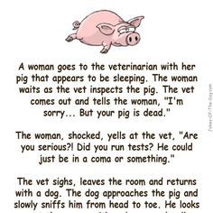 A woman goes to the Vet with her pig that appears to be sleeping. The woman waits as the vet inspects the pig. The Vet comes out and tells her.. -funny joke Funny Animal Stories, Funny Clean Humor, Clean Jokes Hilarious Christian Humor, Jokes To Tell Friends, Clean Jokes Hilarious, Funny Jokes To Tell Humor Friends, Funny Kids Stories, Pig Jokes, Funny Pig Pictures