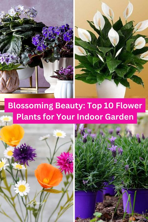 Flower Plants for Indoor Garden Flowering House Plants Indoor, Grow Flowers Indoors, Flowers To Grow Indoors, Growing Flowers Indoors, Indoor Flower Garden, Outdoor Flowering Plants, Indoor Orchids, Porch Plants, Indoor Flowering Plants