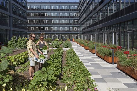 Communal Garden, Eco Friendly Interior, Urban Gardens, New Zealand Landscape, Urban Agriculture, Urban Farm, Arms Race, Community Garden, Landscape Architecture Design