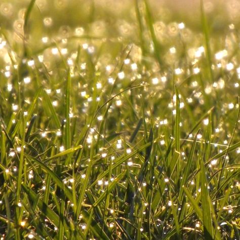 Dew drops on the grass! Dew Drops Aesthetic, Mood Images, Morning Dew, Dew Drops, The Grass, Water Drops, Spring Season, Favorite Things, Textiles