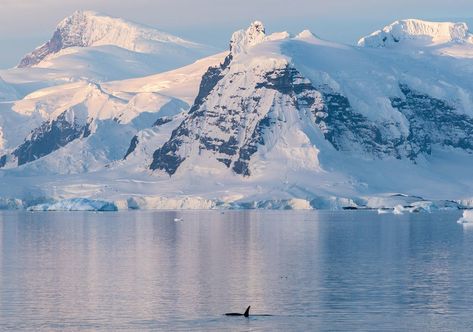 Orca Antarctica Antarctica Travel, Emperor Penguins, Beach Landscape, Life Inspiration, Winter Landscape, Countries Of The World, Sea Life, Beautiful Landscapes, Adventure Travel