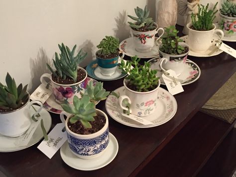 Gardening Party Favors, Teacup Succulent Garden, Succulent In Teacup, Succulent Tea Cup, Plant In Teacup, Succulents In Teacups, Garden Club Party Favors, Plants In Teacups, Tea Cup Succulent