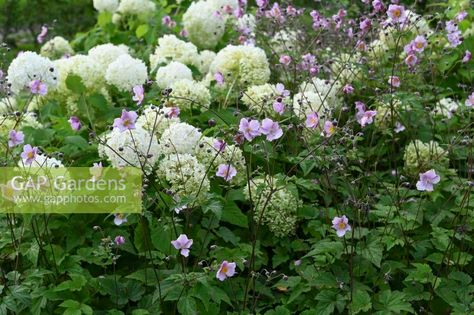 Autumn anemone and shrub hydrangea 'Annabelle' in the garden Anemone Garden Ideas, Hydrangea Annabelle Combination, Hortensia Annabelle, Hydrangea Annabelle, Hydrangea Arborescens Annabelle, Annabelle Hydrangea, Smooth Hydrangea, Hydrangea Arborescens, Garden Images