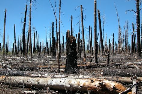 Careless forest fire. Burnt trees , #AFF, #forest, #Careless, #fire, #trees, #Burnt #ad Burnt Forest, Burned Forest, Burning Forest Aesthetic, Burnt Down Forest, Forest Fire Regrowth, Burnt Forest Photography, Dead Forest, Fire Stock, Forest Fire