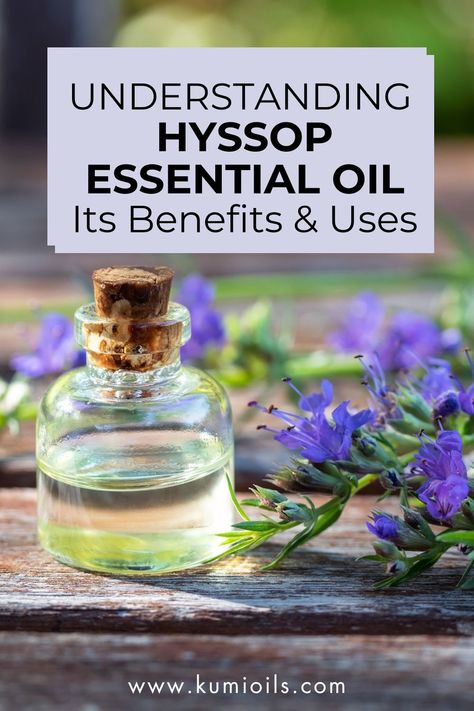 Explore the uses and benefits of hyssop essential oil, as well as provide tips on how to incorporate it into your daily routine. Hyssop Essential Oil, Essential Oil Benefits, Deep Meditation, Oil Benefits, Best Essential Oils, Sweet Scents, Diffuser Blends, Essential Oil Recipes, Oil Recipes