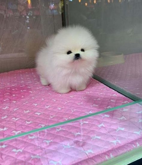 Pomeranian Puppies For Sale | Birmingham, AL Rose Core, Teacup Kitten, Alabama Birmingham, Puppy Pomeranian, Baby Pomeranian, Small Dog Tattoos, Pomeranian Breed, Pomeranian Puppies For Sale, Puppy Ideas