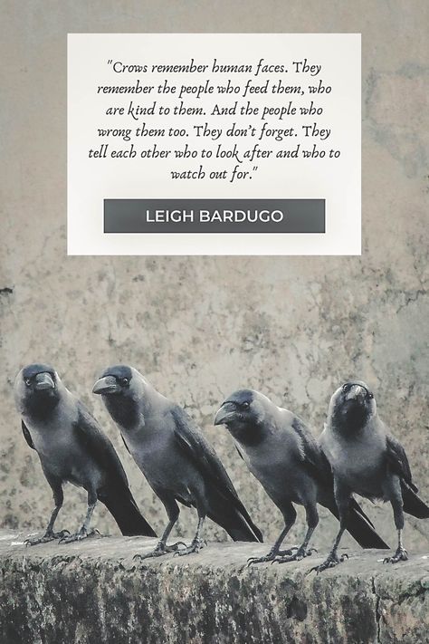 “Crows remember human faces. They remember the people who feed them, who are kind to them. And the people who wrong them too. They don’t forget. They tell each other who to look after and who to watch out for.” #SixOfCrows #LeighBardugo #YoungAdult #ShadowAndBone #Crows #Quotes Six Of Crows Menagerie, Quotes About Crows, Grishaverse Quotes, Six Of Crows Tattoo, The Crow Quotes, Crow Quotes, Quotes Wallpaper Laptop, Six Of Crows Quotes, Two Faced Quotes