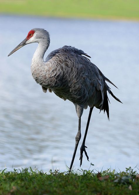 Sarus Crane, Sandhill Crane, Coastal Birds, World Birds, Animal Study, Crane Bird, Art Corner, Pretty Animals, Beautiful Landscape Wallpaper