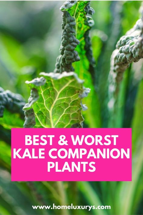 Kale Plant, Growing Kale, Companion Planting Vegetables, Seed Starter Kit, Garden Companion Planting, Berry Garden, Garden Organization, Companion Plants, Plants To Grow