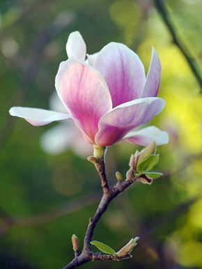 Linda's Favorite Flowers Tulips, Magnolia Trees, Magnolia Flower, Flowers Nature, Flower Photos, Flower Pictures, Amazing Flowers, Love Flowers, Flower Wallpaper