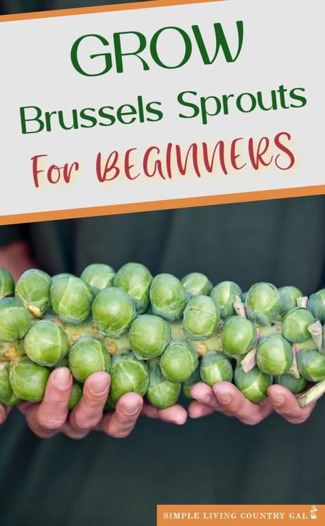 Harvesting Brussel Sprouts, Brussel Sprout Plant, When To Plant Seeds, Brussels Sprout, Fall Vegetables, Vegetable Garden Diy, Victory Garden, Grow Food, Garden Veggies