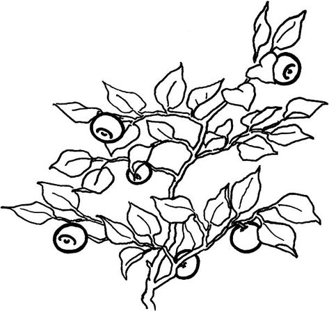 Full Of Vitamin Blueberry Bush Coloring Pages : Best Place to Color Blueberry Images, Bush Painting, Bush Drawing, Blueberry Bush, Coloring Pictures For Kids, Pages To Color, Coloring Images, Drawing Now, Blueberry Bushes