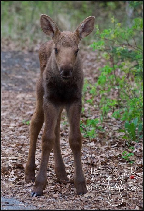 Baby Moose Moose Aesthetic, Female Moose, Moose And Squirrel, Albino Moose, Mountain Animals, Moose Animal, Cute Moose, Alaska Moose, Funny Moose