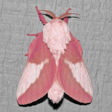 Pink Moth, Cute Moth, Cool Insects, Cool Bugs, Beautiful Bugs, Creepy Crawlies, Pretty Animals, Little Critter, Silly Animals