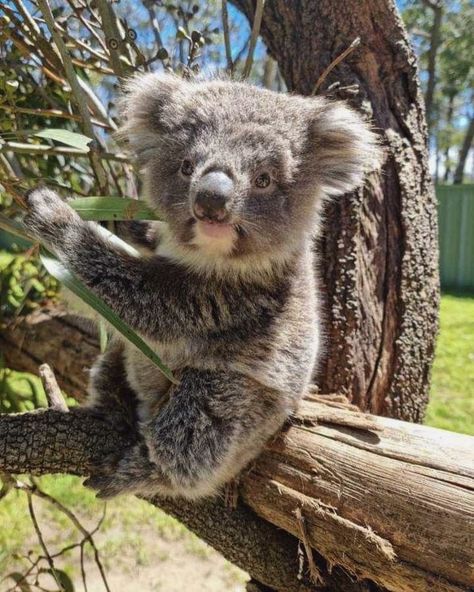 Exotic Animals, Tag A Friend, Koala Bear, Koala, Every Day, Australia, Animals