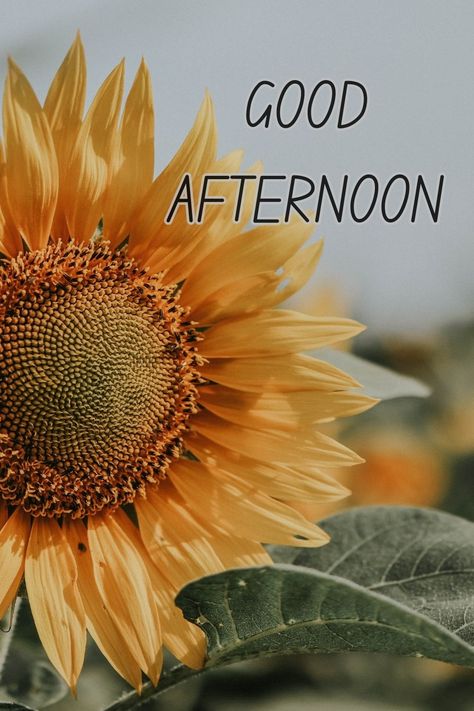 GOOD AFTERNOON Good Afternoon Fall Images, Saturday Afternoon Quotes, Good Afternoon Images Beautiful, Afternoon Messages, Good Afternoon Images, Evening Blessings, Afternoon Images, Good Afternoon Quotes, Hello Saturday